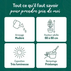 Kalanchoé à oreilles d'éléphant vert. Le pot de 15 litres