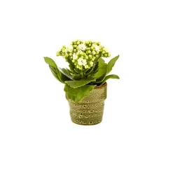 Kalanchoé Rosalina avec cache-pot Ø 6 cm