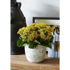 Kalanchoé tiger mix en pot Ø 10,5 cm