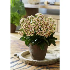 Kalanchoé tiger mix en pot Ø 10,5 cm