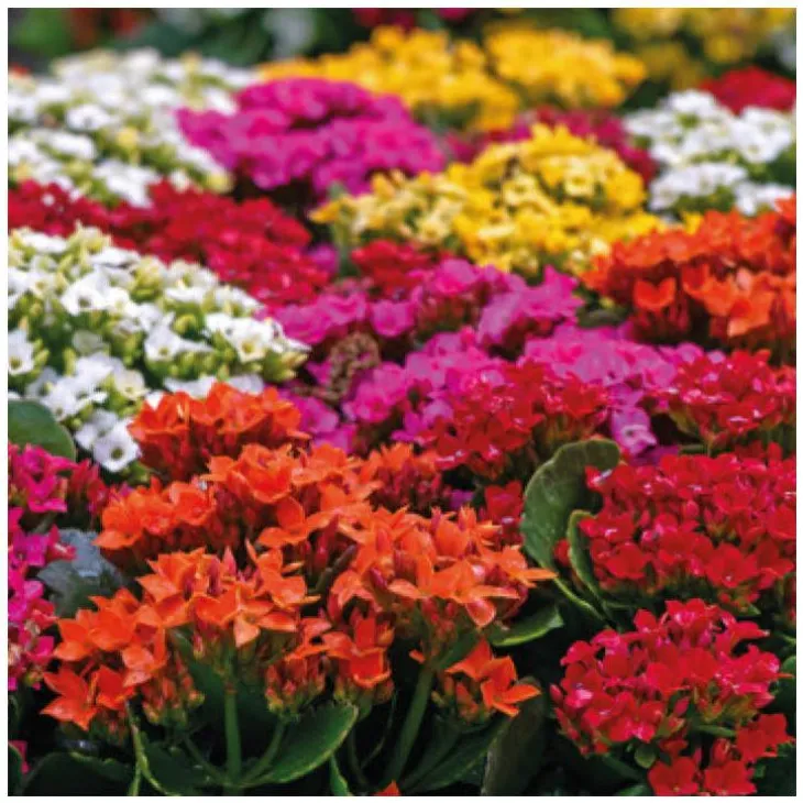 Kalanchoe à fleurs multicolores. La coupe Ø 23 cm