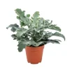 Kalanchoe Beharensis – Pot de Ø12 cm