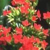 KALANCHOE CARNAVAL COUPE