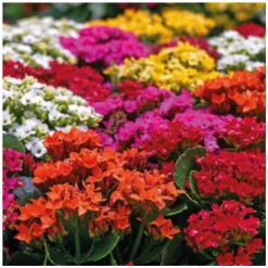 Kalanchoe. La jardinière de 25 cm