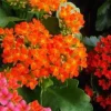 Kalanchoe. Le pot de Ø 10.5 cm