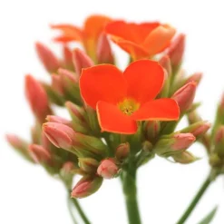 Kalanchoe. Le pot de Ø 10.5 cm