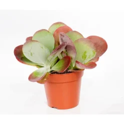 Kalanchoe thyrsiflora