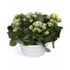 Kalanchoés Diamond Carnaval