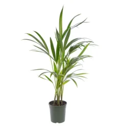 Kentia Forsteriana pot Ø17 cm/ H80 cm