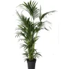 Kentia Forsteriana pot Ø30 cm/ H200 cm