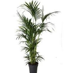 Kentia Forsteriana pot Ø30 cm/ H200 cm