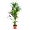 Kentia Forsteriana pot Ø24 cm/ H130 cm