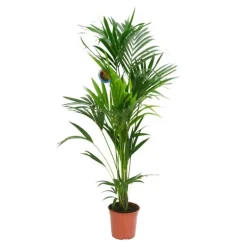 Kentia Forsteriana pot Ø24 cm/ H130 cm