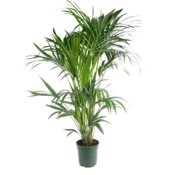 Kentia Forsteriana pot Ø20 cm/ H130 cm