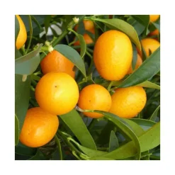 Kumquat. Le pot de 15 litres