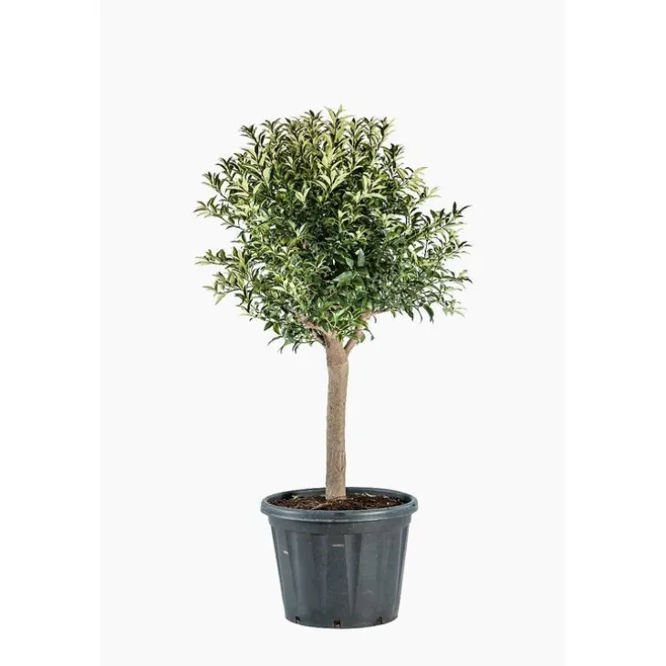 Kumquat. Le pot de 60 litres