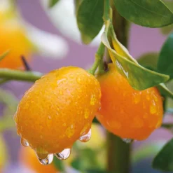 Kumquat. Le pot de 5 litres