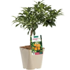 Kumquatine Bio. Le pot de 3 litres
