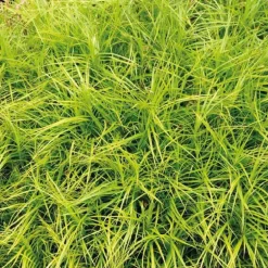 Laîche de muskingum godet 9x9 cm