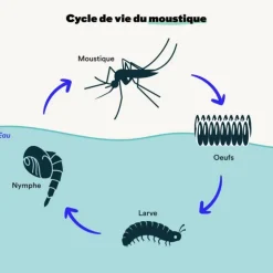 Larvicides anti-moustiques efficace en 48h Bleen - 80m²