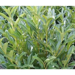 Laurier cerise - pot 15 L
