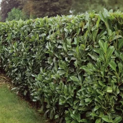 Laurier cerise - pot 15 L