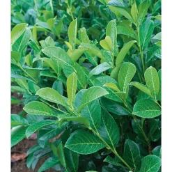 Laurier cerise (Laurier palme) Rotundifolia vert. Le pot de 3 litres