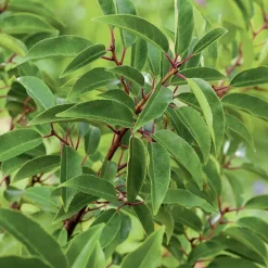 Laurier du Portugal ‘Angustifolia’ vert. Le pot de 7L