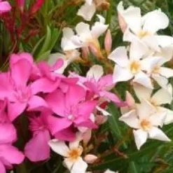 Laurier rose (NERIUM OLEANDER VARIE) Le pot de 15 litres