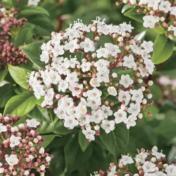 Laurier tin blanc. Le pot de 7L