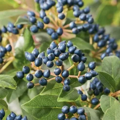 Laurier tin blanc. Le pot de 7L