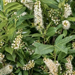 Laurier-palme ‘Caucasica’ vert. Le pot de 7L