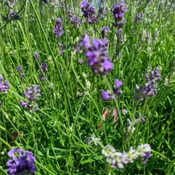 Lavande Angustifolia Dwarf Blue à fleurs bleues. Le pot de 3 litres