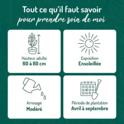Lavande dentée. Le pot de 15 litres