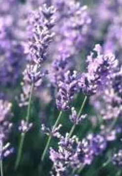 Lavande Dutch Lavander. Le pot de 2 litres