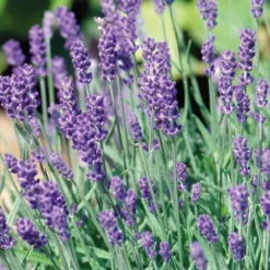 Lavande en pot de 3 litres