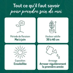 Lavande Hidcote - Le pot de 9 x 9 cm