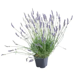 Lavande. Le pot de 3 litres