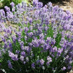 Lavande Little Lady. Le pot de 2 litres
