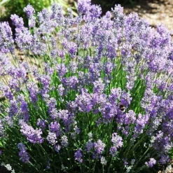 Lavande Little Lady. Le pot de 4 litres