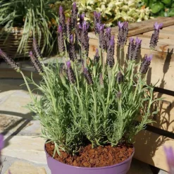 Lavande Lucy Purple. Le pot de 2 litres