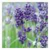 Lavande Officinale - pot 5 L
