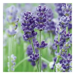 Lavande Officinale - pot 5 L