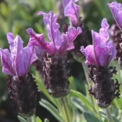 Lavande Papillon. Le pot de 5 litres