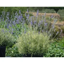 Lavande Platinum Blonde. Le pot de 4 litres