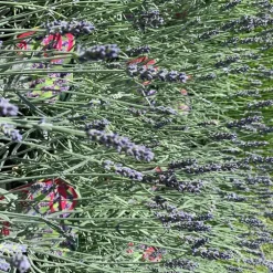 Lavande Richard Gray à fleurs violettes. Le pot de 3 litres.