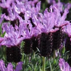 Lavande Stoechas. Le pot de 3 litres