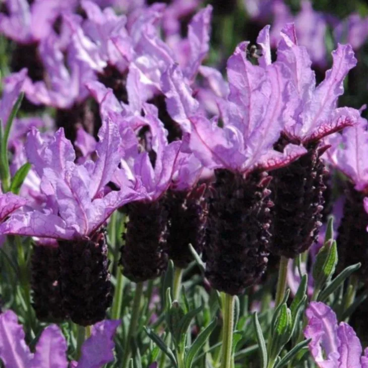 Lavande Stoechas. Le pot de 3 litres
