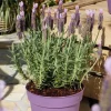 Lavande Stoechas Lucy Pink. Le pot de 2 litres