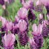 Lavande The Princess® Lavender 'Ib910-2' - Le pot de 3 litres